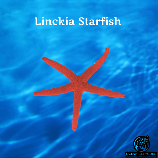 Starfish - Linckia