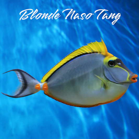 Tang - Blonde Naso