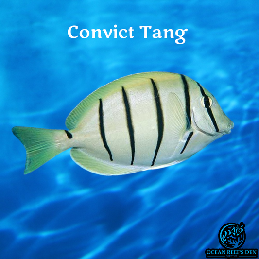 Tang - Convict