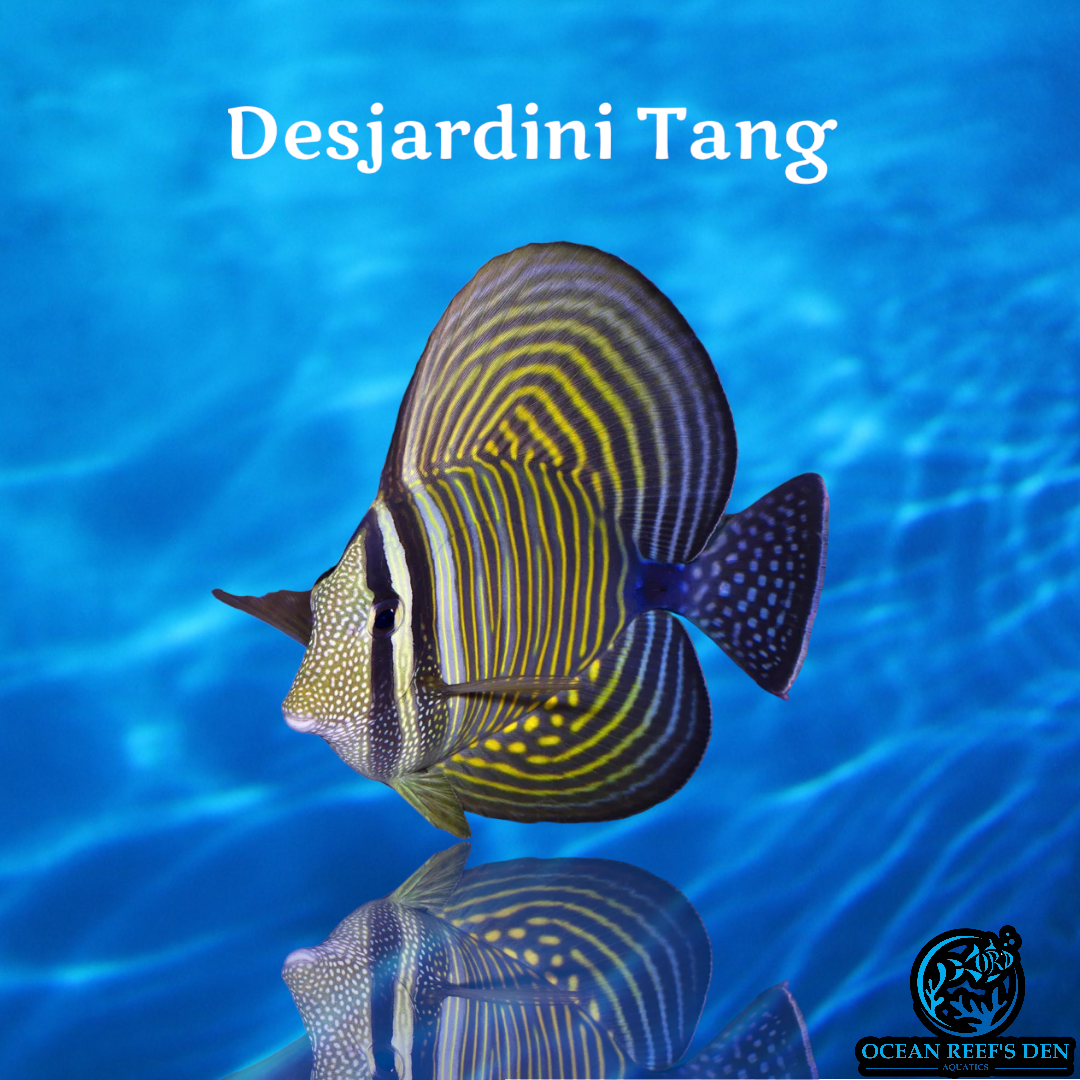 Tang - Desjardini