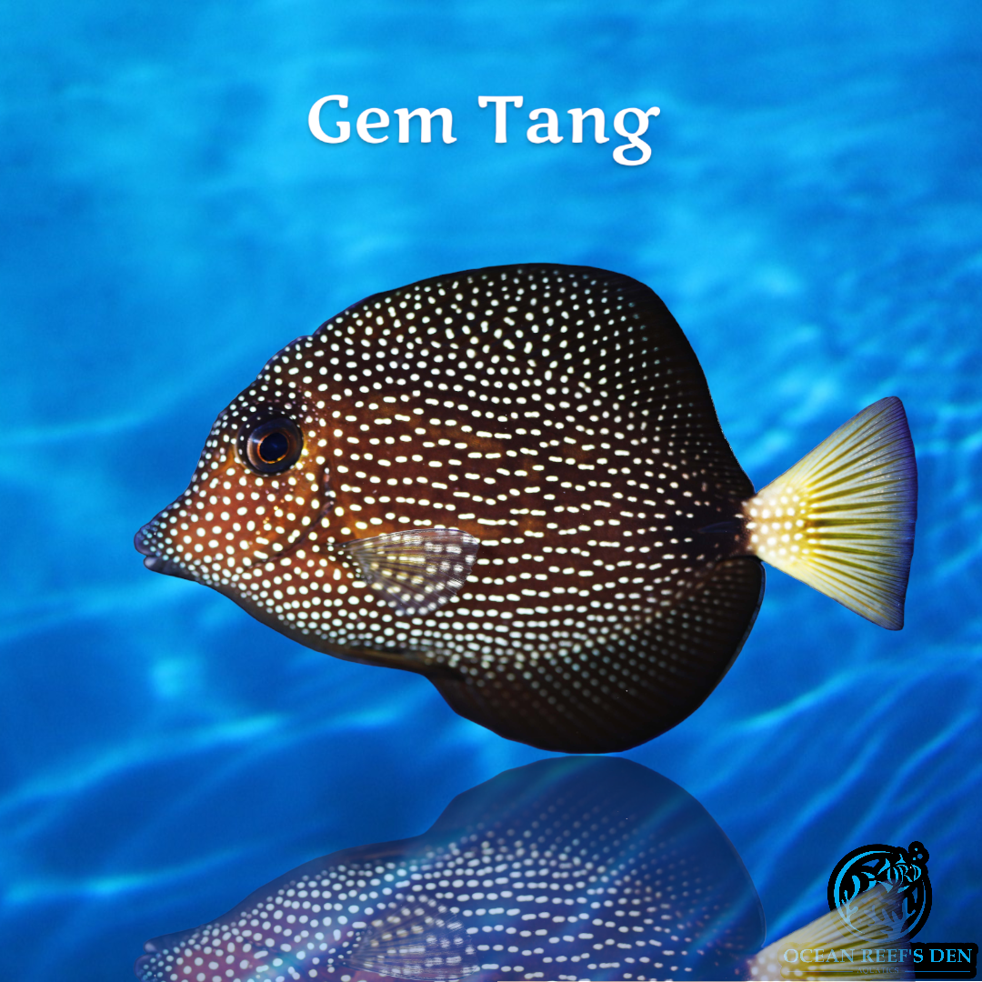 Tang - Gem
