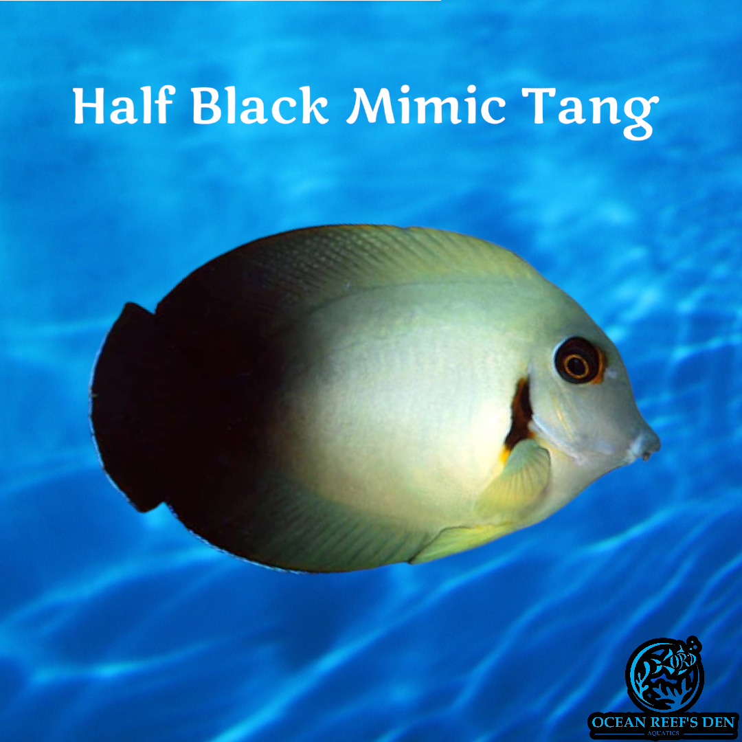 Tang - Half Black Mimic