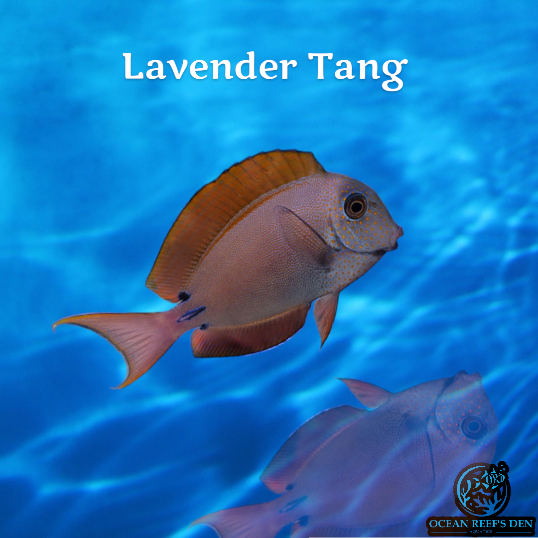 Tang - Lavender
