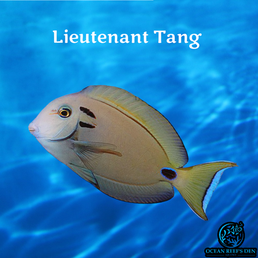 Tang -Lieutenant