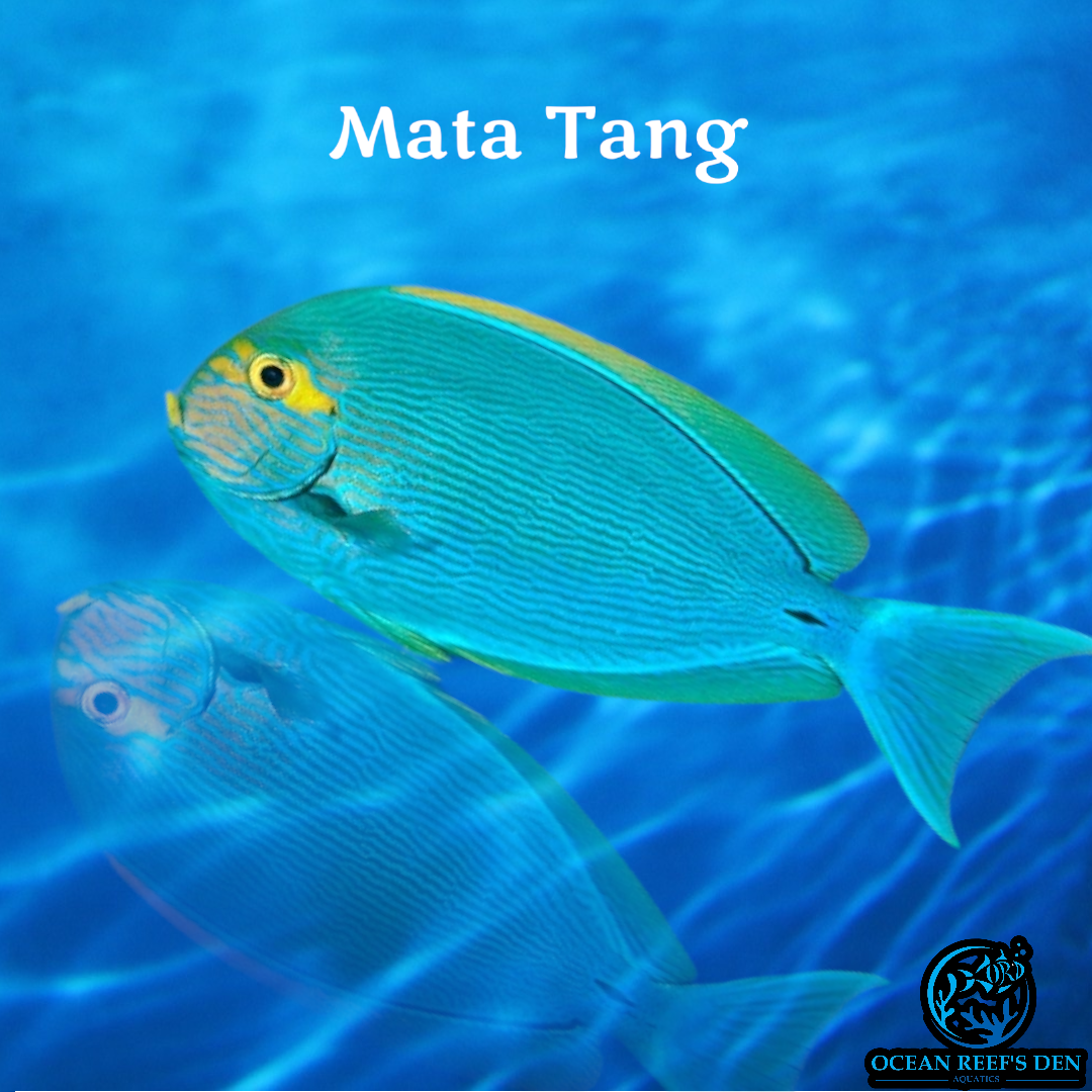 Tang - Mata
