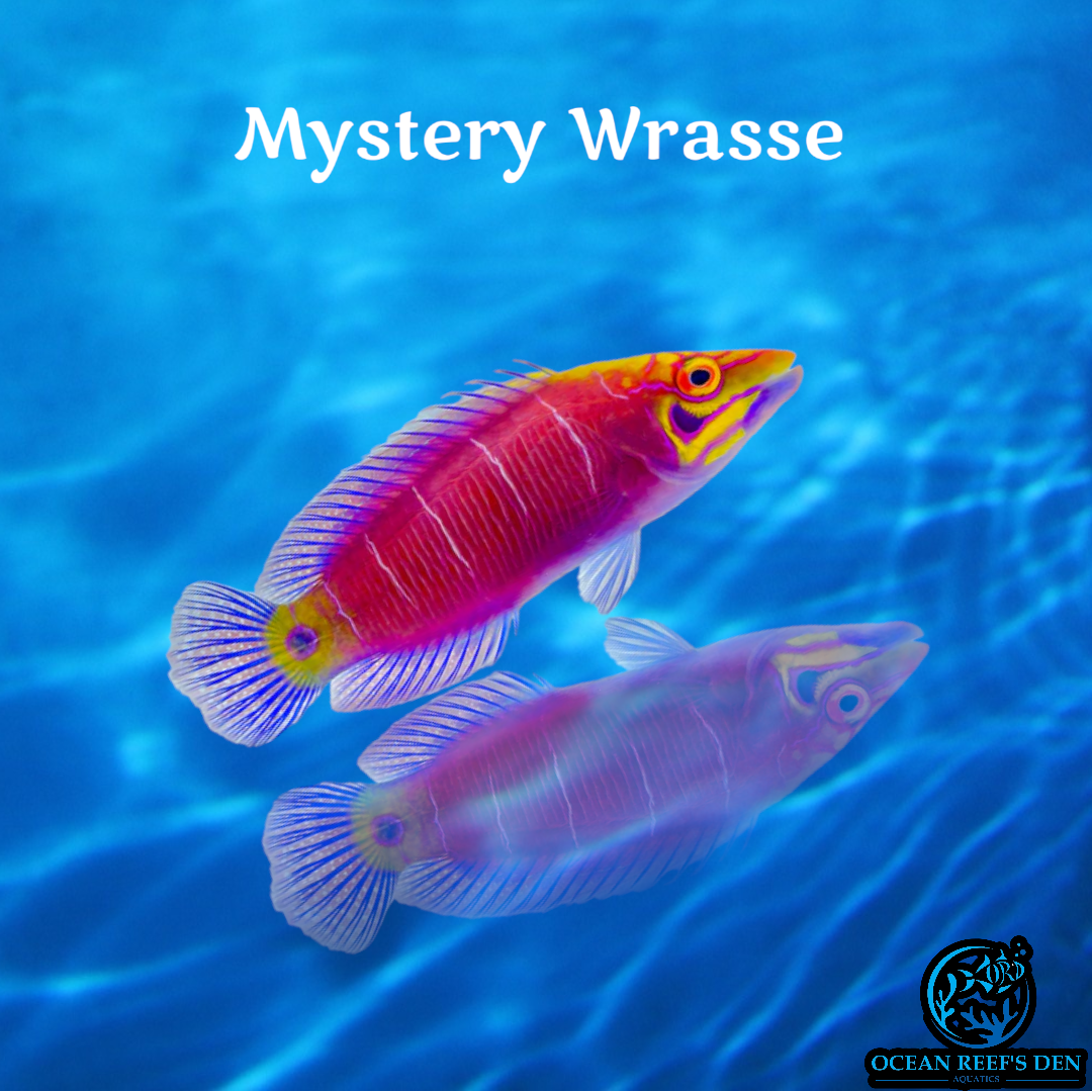 Wrasse - Mystery