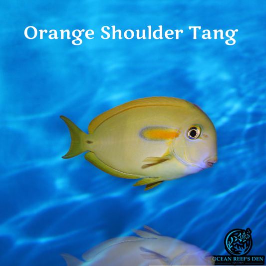 Tang - Orange Shoulder