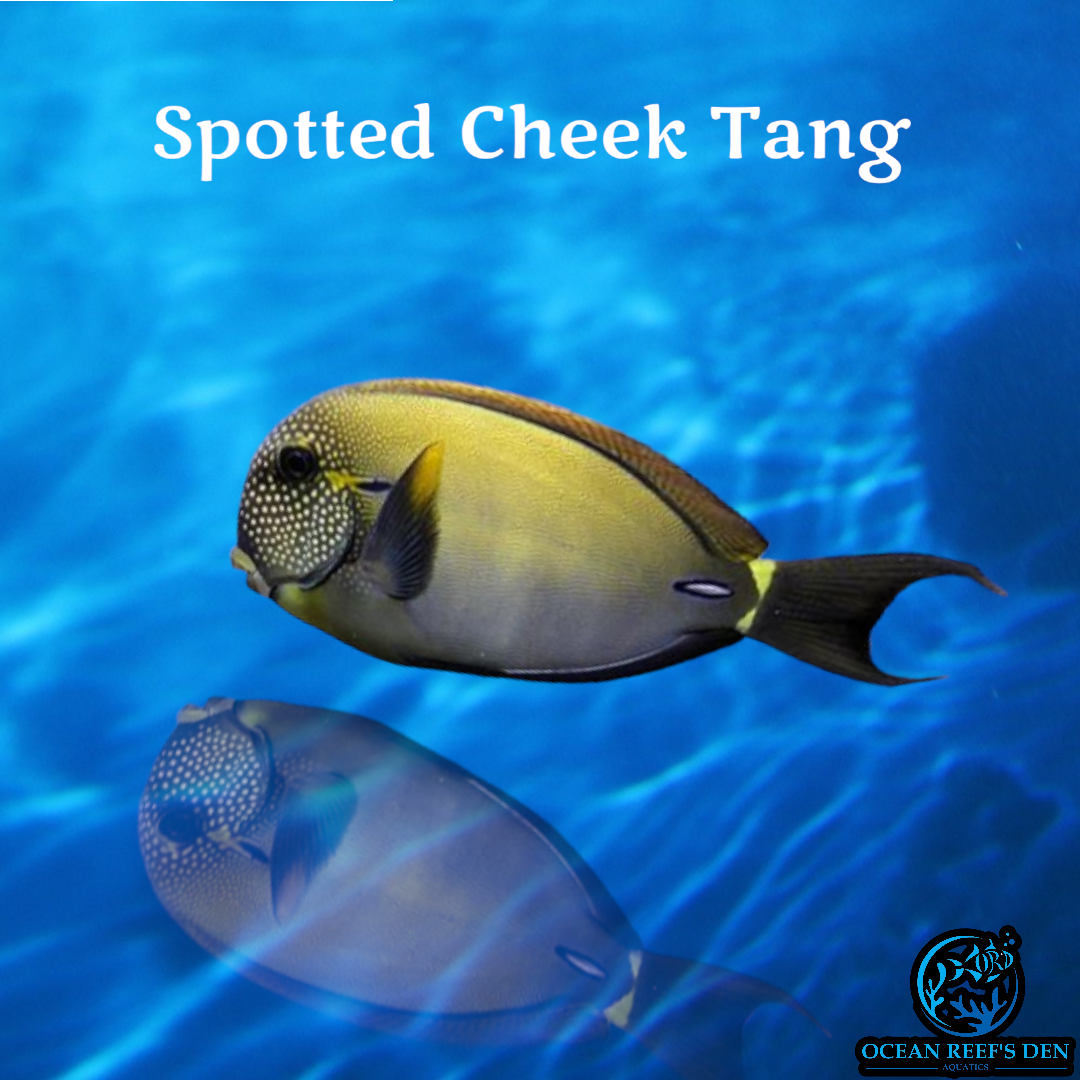 Tang - Spotted Cheek