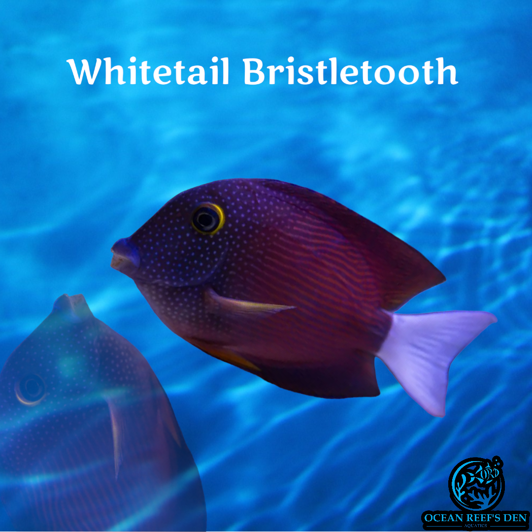 Tang - Whitetail Bristletooth