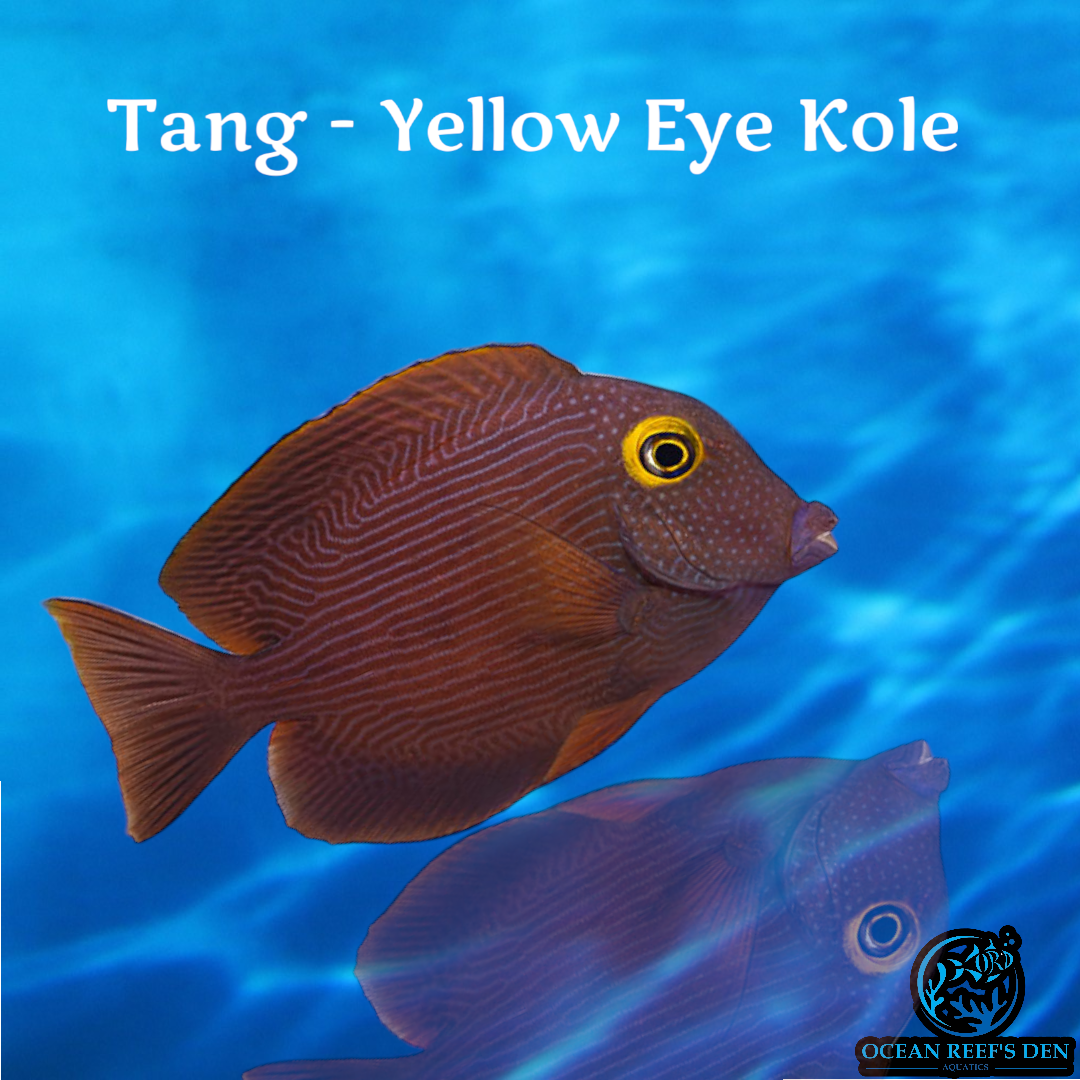 Tang - Yellow Eye Kole