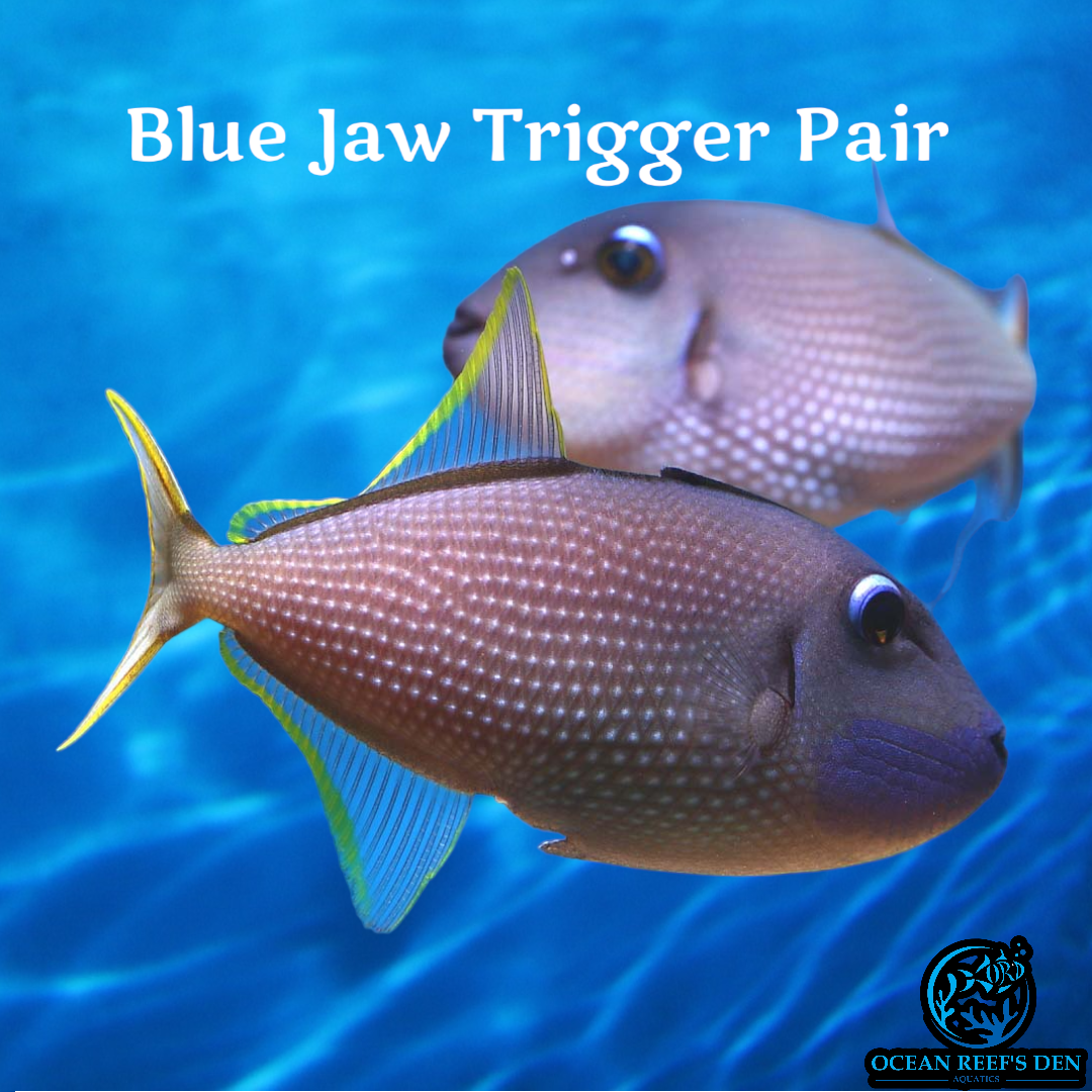 Trigger - Blue Jaw Pair