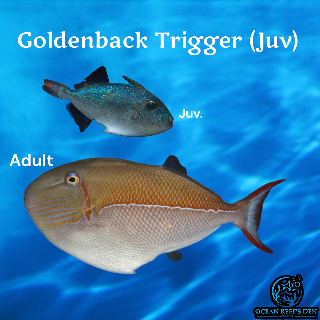Trigger - *Rare* Goldenback (Juv)