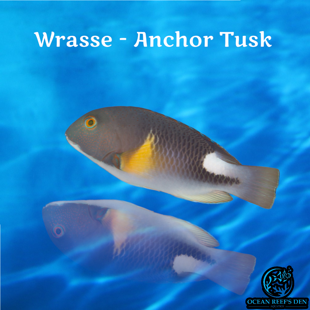Wrasse - Anchor Tusk