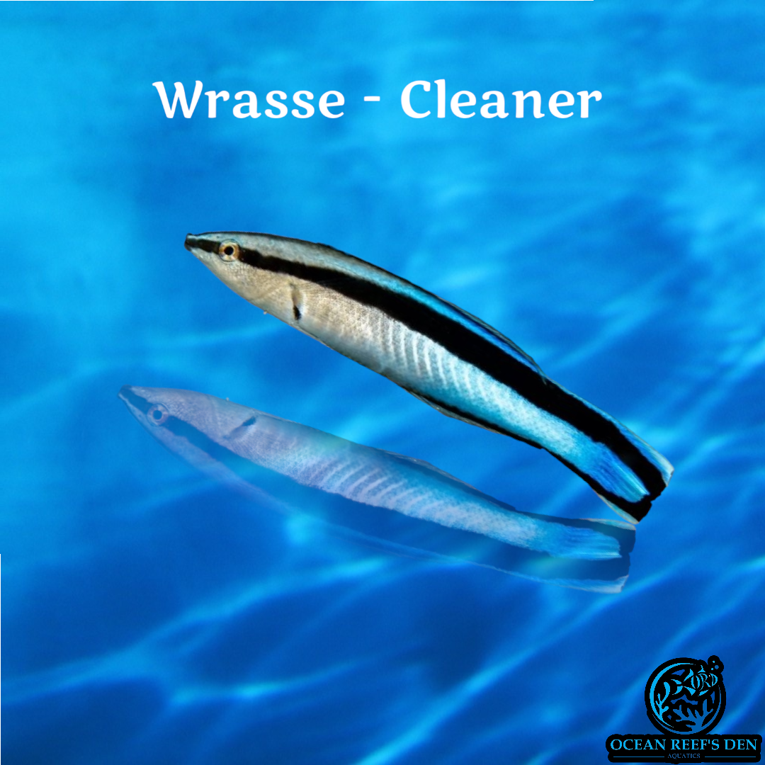 Wrasse - Cleaner