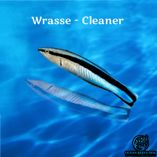 Wrasse - Cleaner