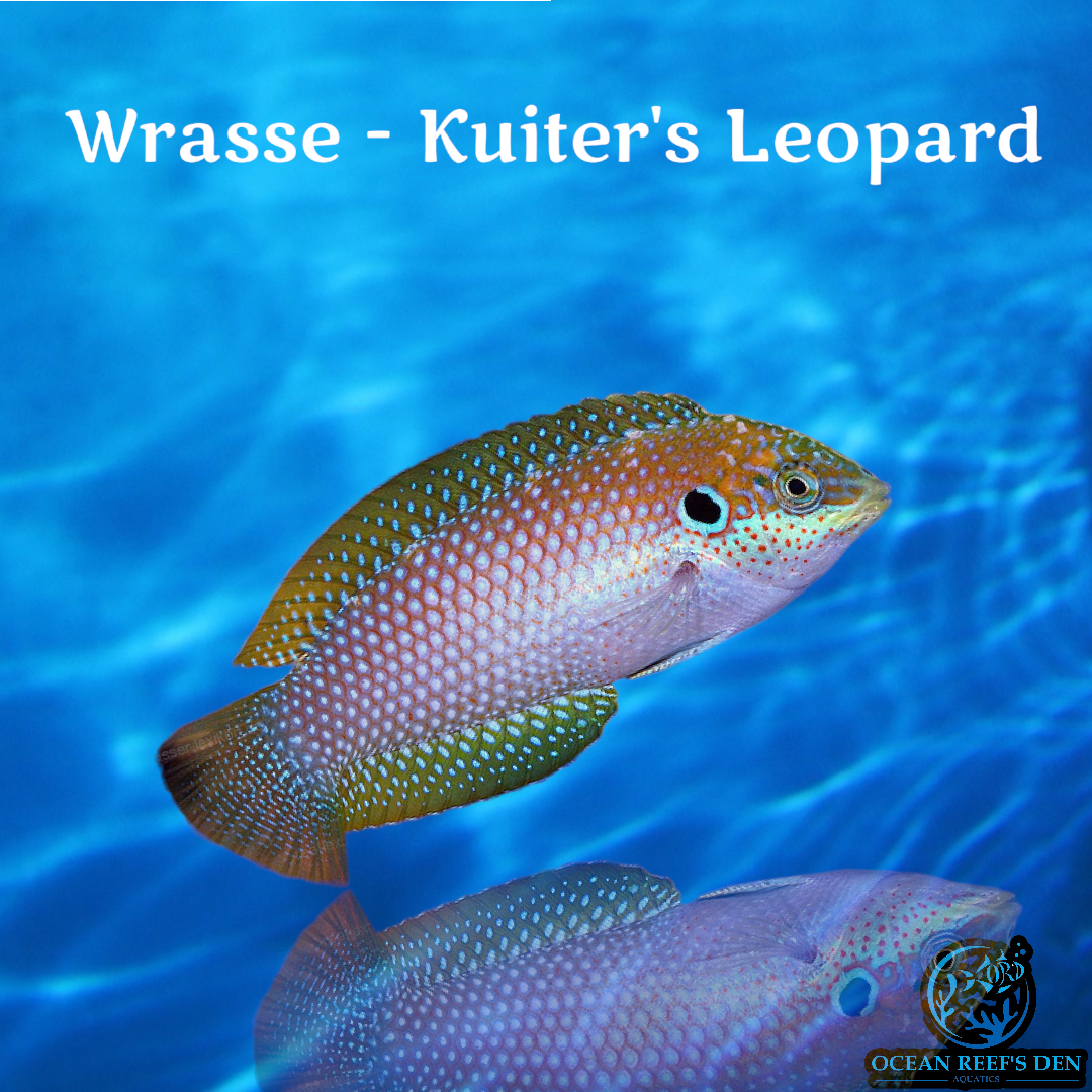 Wrasse - Kuiter's Leopard