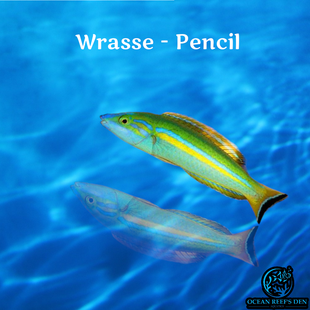 Wrasse - Pencil