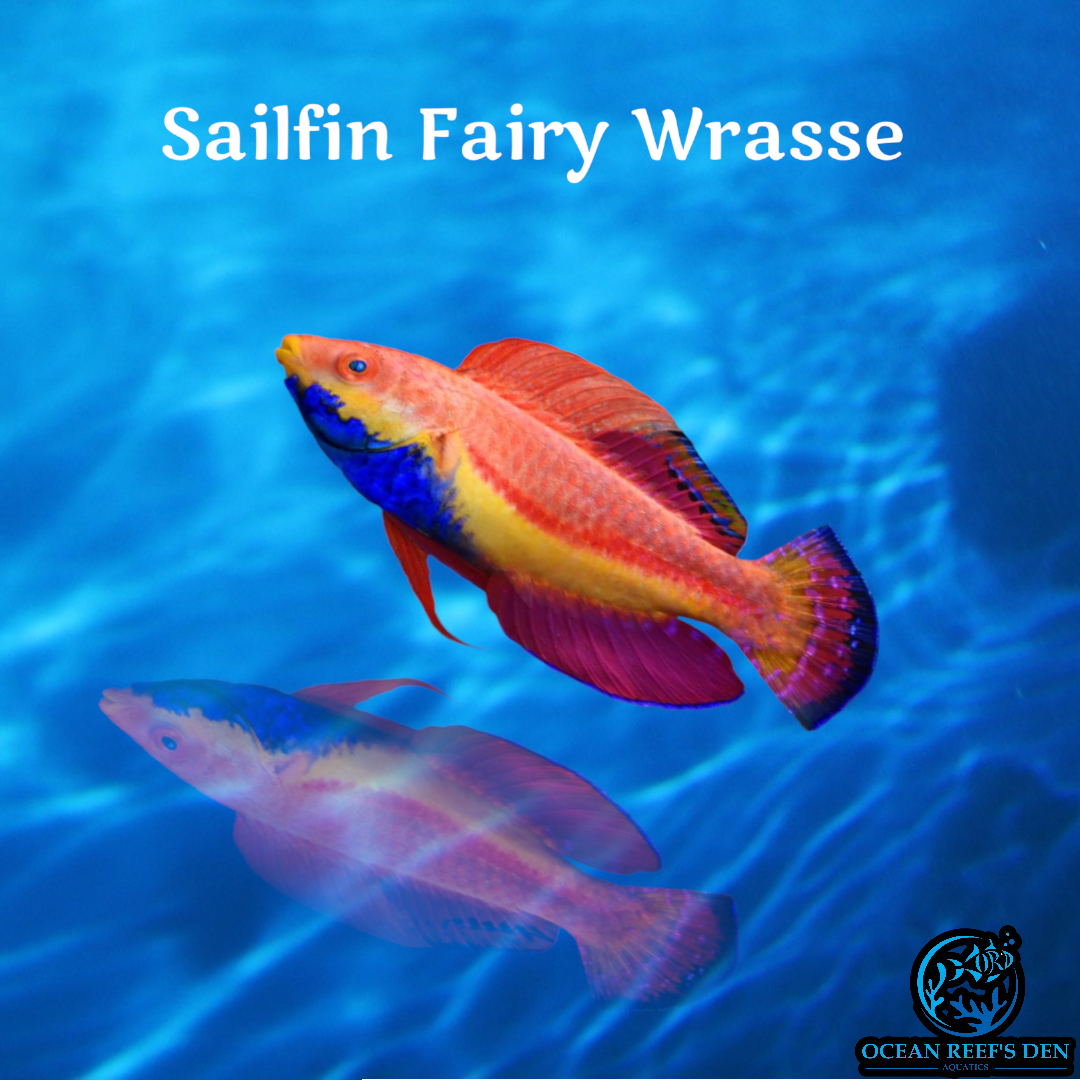 Wrasse Sailfin Fairy