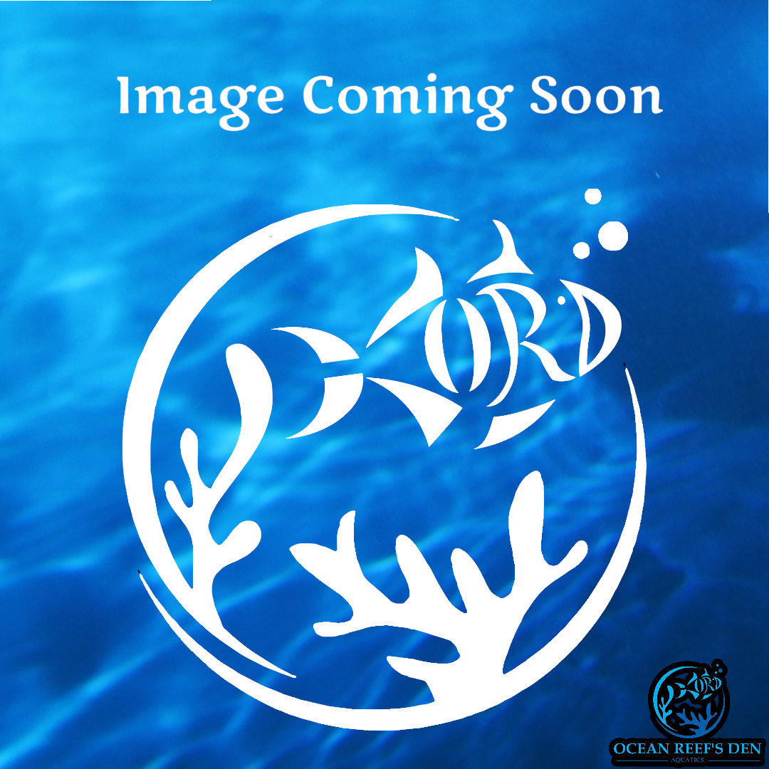 Wrasse - Blue-Sided Fairy