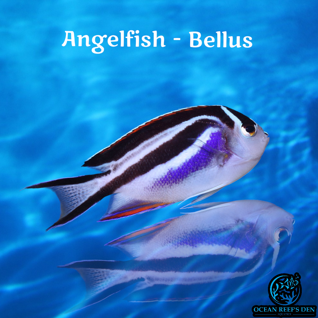 Angel - Bellus