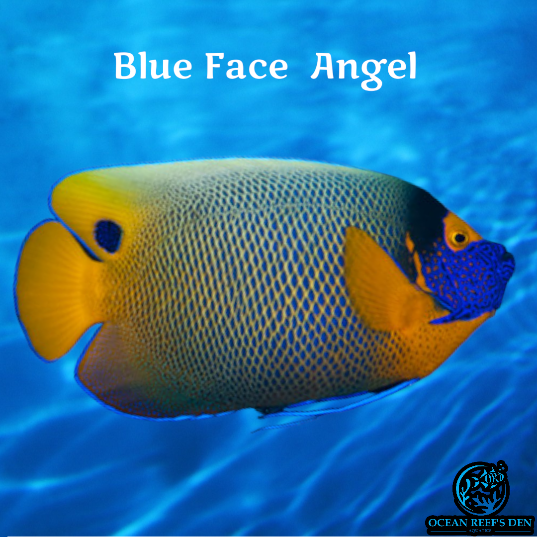 Angel - Blue Face - Adult – Ocean Reef's Den Aquatics / ORD Aquatics