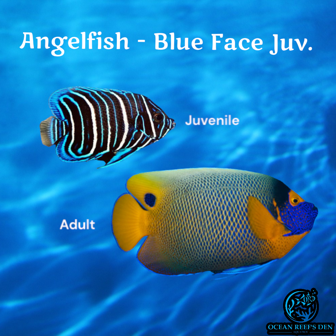 Angel - Blue Face - Juvenile