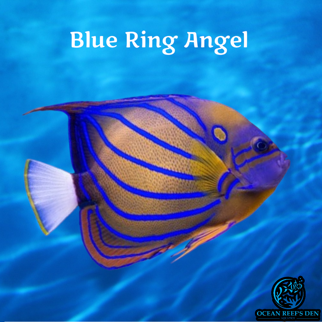 Angel - Blue Ring Adult