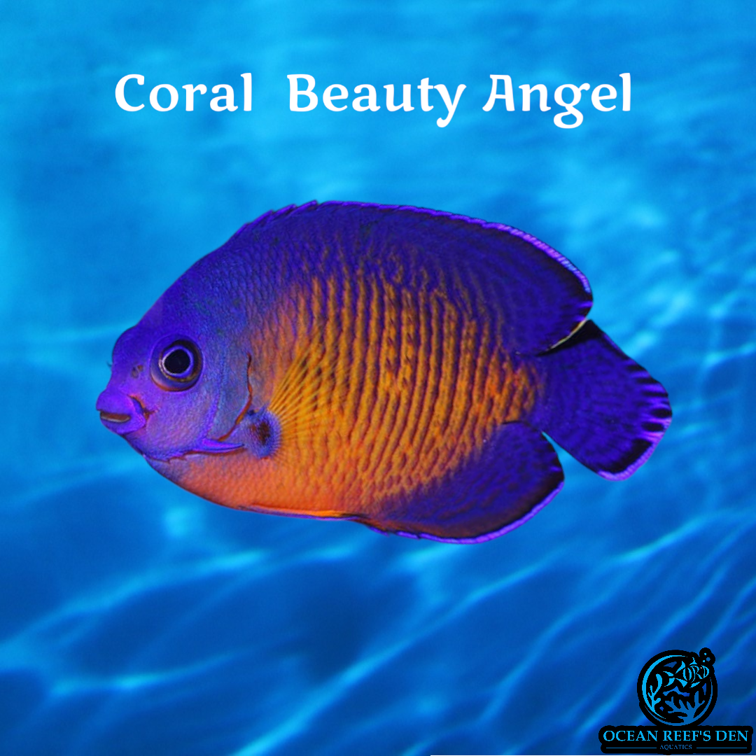 Angel - Coral Beauty