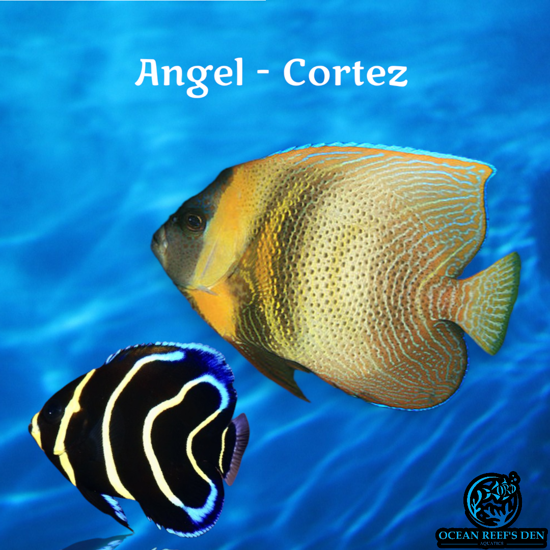 Angel - Cortez