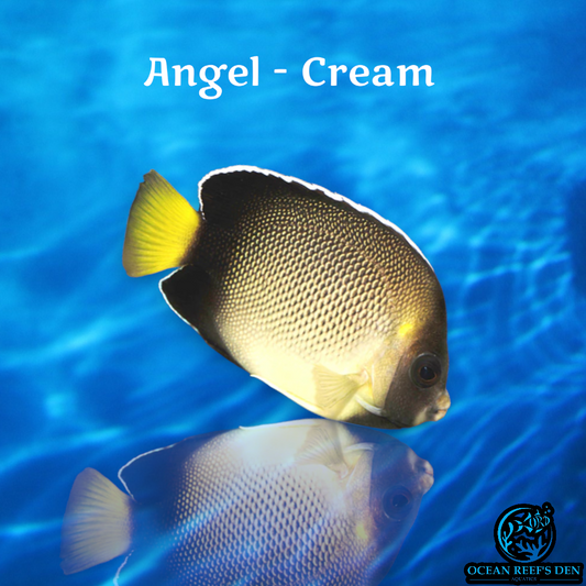 Angel - Cream