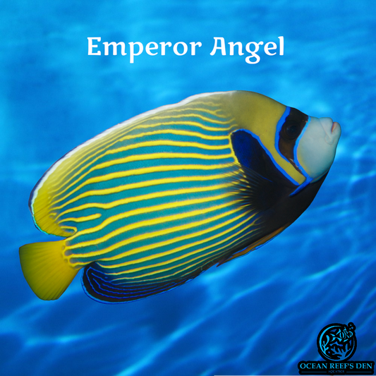 Angel - Emperor (Changing)