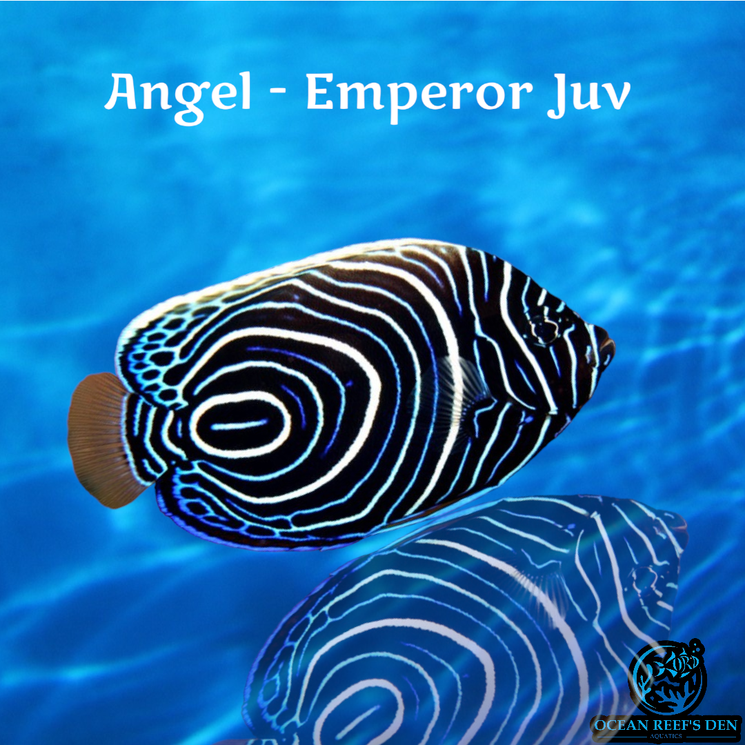 Angel - Emperor Juv