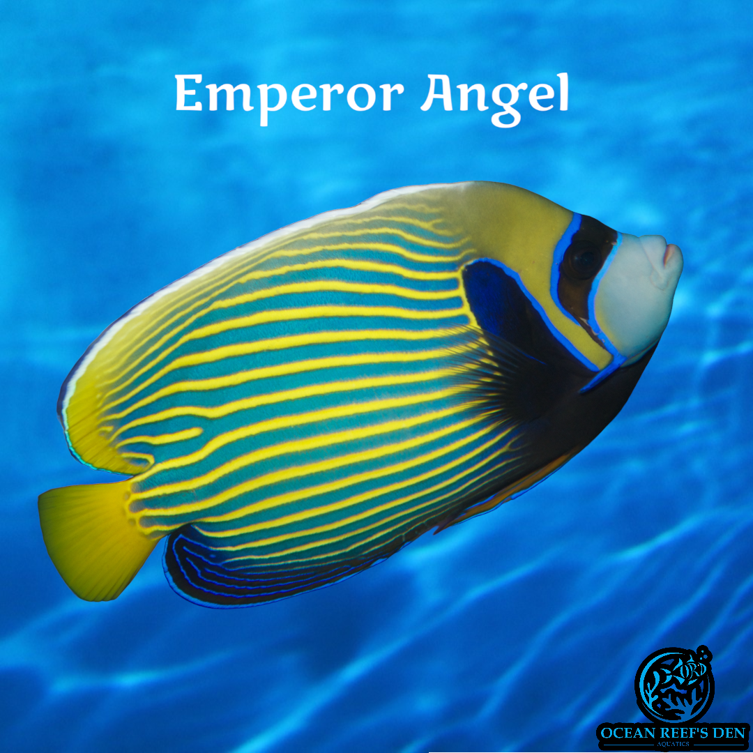 Angel - Emperor Adult