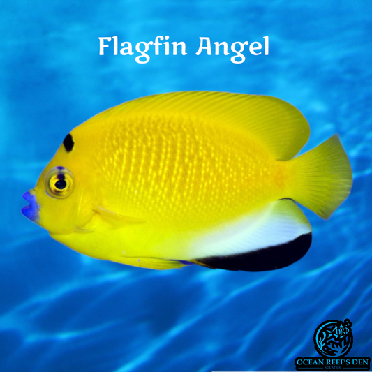 Angel - Flagfin
