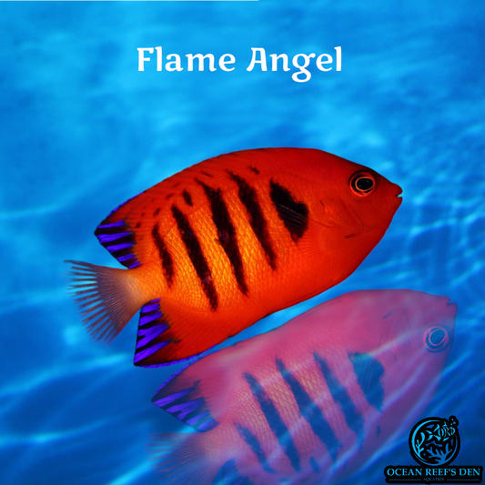 Angel - Flame