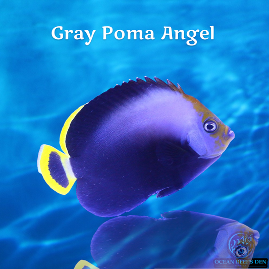 Angel - Gray Poma
