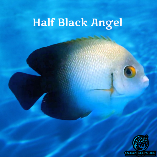 Angel - Half Black