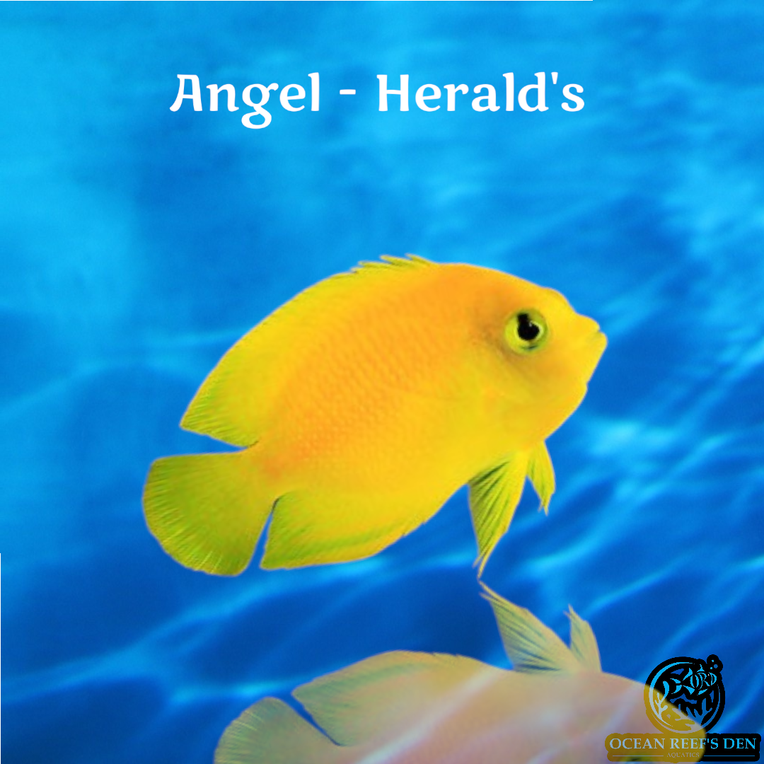 Angel - Herald's