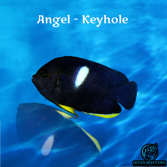 Angel - Keyhole