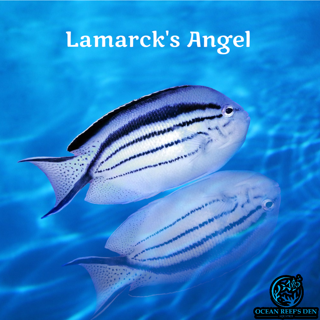 Angel - Lamarck's