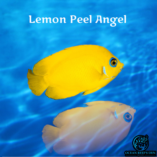 Angel - Lemon Peel