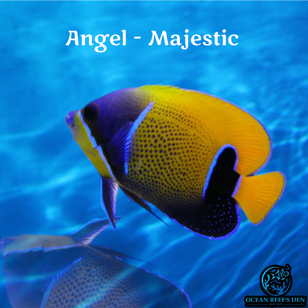 Angel - Majestic Adult