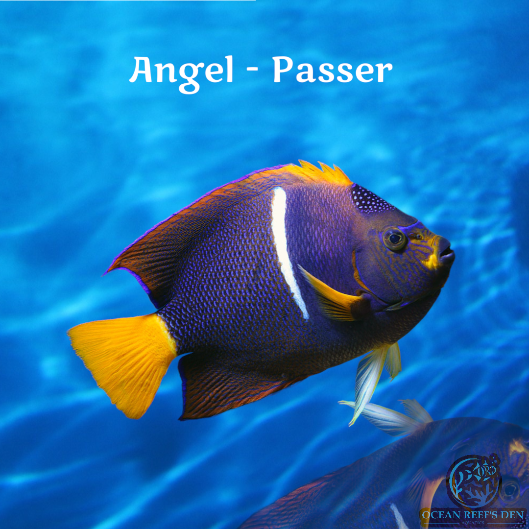 Angel - Passer