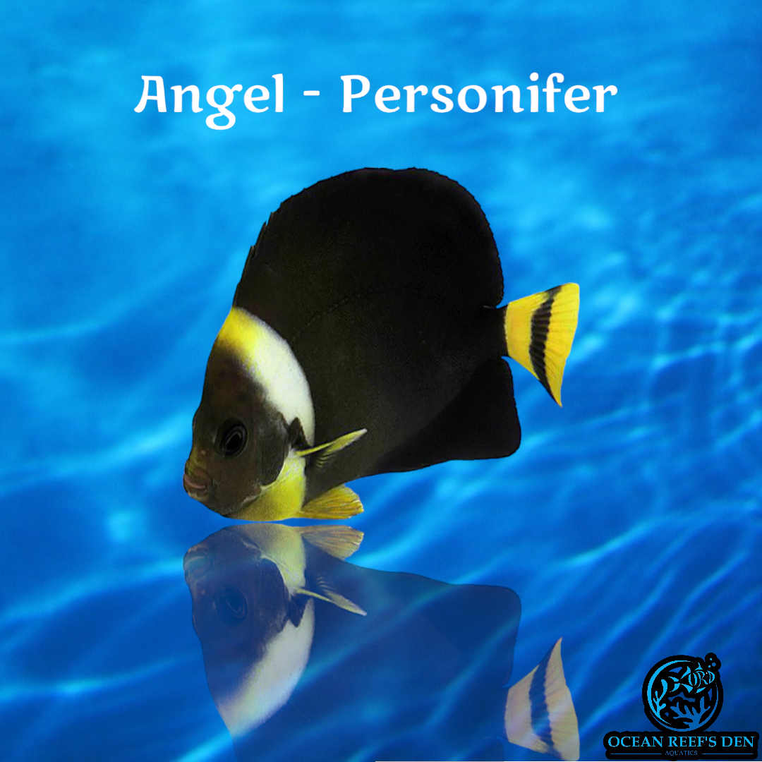 Angel - Personifer