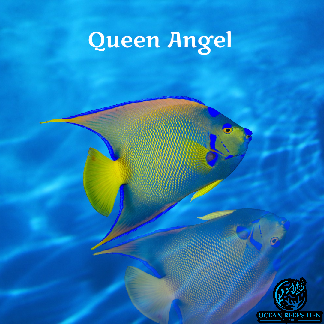 Angel - Queen  - Adult