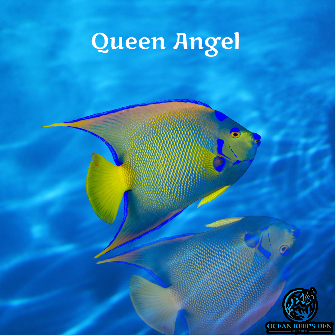 Angel - Queen - Adult – Ocean Reef's Den Aquatics / ORD Aquatics