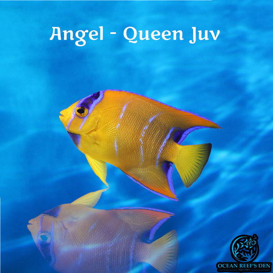 Angel - Queen Juv
