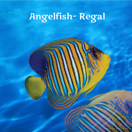 Angel - Red Sea Regal