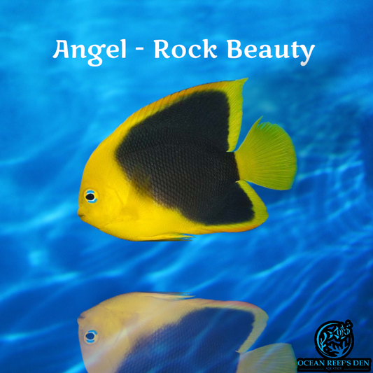 Angel - Rock Beauty