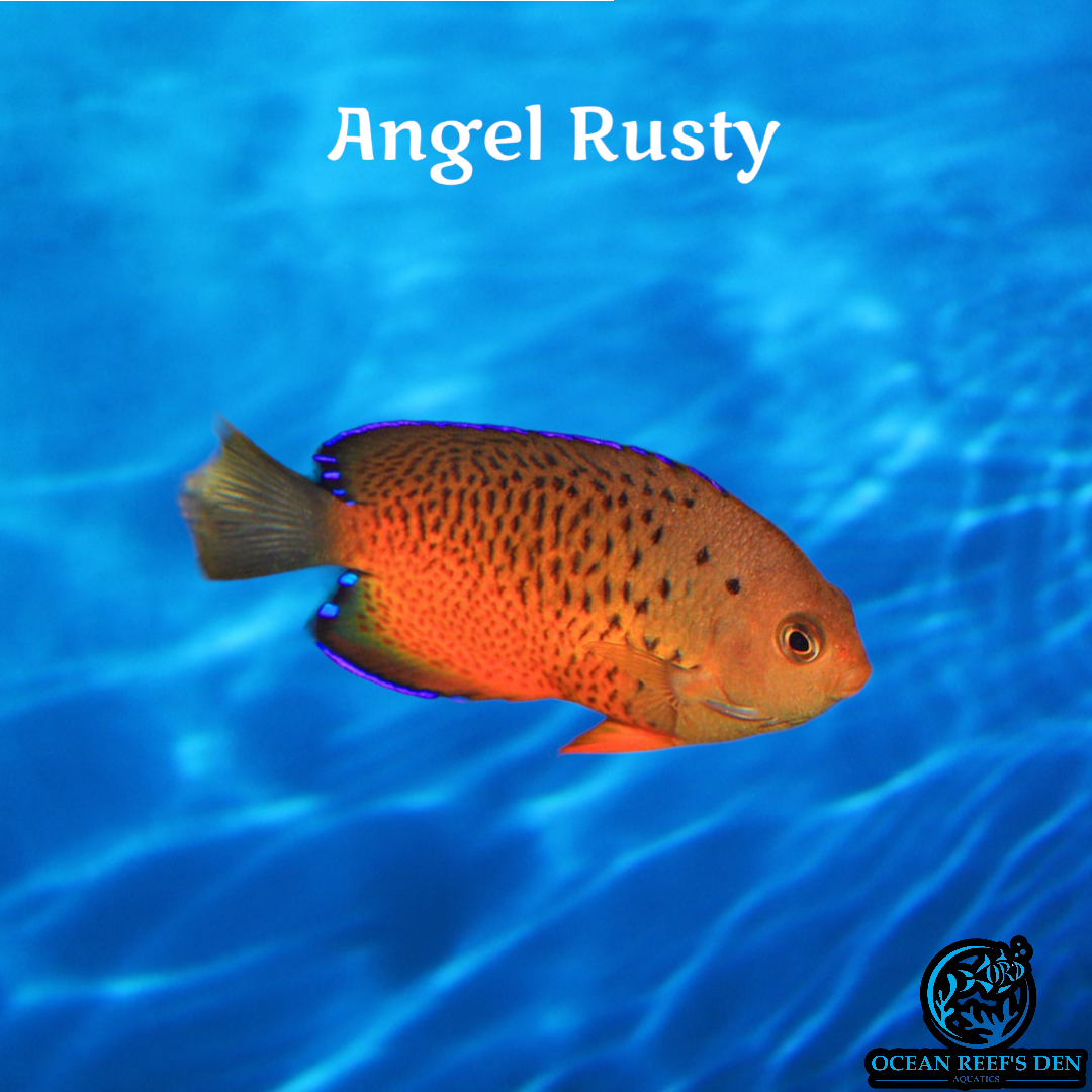 Angel - Rusty